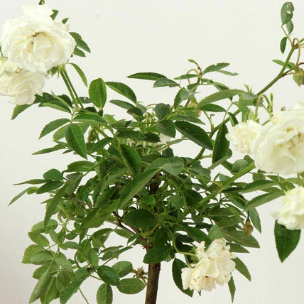 Potted White Rose Plant | Gift White rose plant in a ceramic vase ...